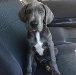 Un Great Danoodle bicolore assis dans une voiture et qui regarde la cam&eacute;ra