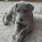 Photo montrant un petit Great Danoodle allong&eacute; sur un tapis blanc et qui semble d&eacute;tendu.