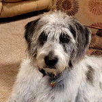 Photo d&rsquo;un Great Danoodle fixant la cam&eacute;ra, avec une m&eacute;daille en forme de c&oelig;ur rouge autour du cou.