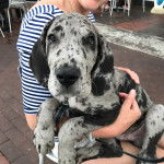 Un Great Danoodle bicolore assis dans les bras de son propri&eacute;taire et qui a une laisse noir au cou.