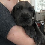 Photo montrant un petit Great Danoodle noir qui s'endort dans les bras de son propri&eacute;taire.