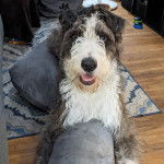 Un Great Danoodle bicolore allong&eacute; sur un tapis et qui semble jouer avec des coussins