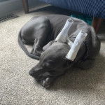 Photo d&rsquo;un Great Danoodle noir allong&eacute; sur un tapis et portant des jumelles en papier sur la t&ecirc;te.