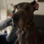 Photo d'un Great Danoodle avec un collier autour du cou et qui regarde la cam&eacute;ra.