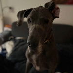 Un Great Danoodle noir assis sur un canap&eacute;, fixant la cam&eacute;ra et ayant un long museau.