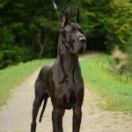 Un Great Danoodle noir, robuste, aux  oreilles tendues et qui est tenu par une laisse