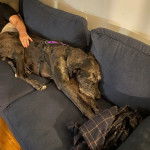 Un Great Danoodle bicolore allong&eacute; sur le canap&eacute;, portant une laisse bleu-noir.