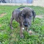 Un petit Great Danoodle debout dans un champ d'herbes verte.