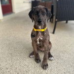 Photo montrant un petit Great Danoodle aux oreilles tombantes et qui &agrave; une porte-laisse jaune autour du cou.