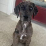 Photo montrant un Petit Great Danoodle assis et qui fixe la cam&eacute;ra