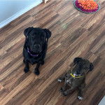 Deux Great Danoodle assis sur un sol en bois, portant chacun une laisse jaune et bleu autour du cou.