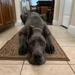 Un Great Danoodle aux yeux bleus, allong&eacute;s sur un tapis et qui regarde la cam&eacute;ra