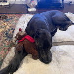 Un Great Danoodle couch&eacute; et qui tient sur lui un doudou.