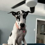 Un Great Danoodle bicolore assis dans un canap&eacute; et qui porte un m&eacute;daillon blanc autour du cou