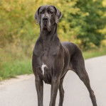 Photo d'un Great Danoodle robuste et qui semble tr&egrave;s attentif 