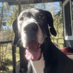 Photo d'un Great Danoodle bicolore ouvrant la gueule et qui fixe la cam&eacute;ra 