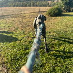 Une photo d&rsquo;un Great Danoodle qui tire sur une grosse corde dans un espace gazonn&eacute;.