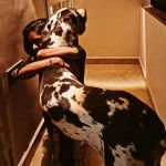 Photo montrant un Great Danoodle bicolore dans les bras d'une femme