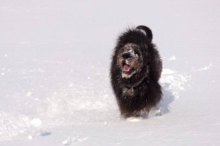 Un Great Danoodle au pelage noir, courant dans la neige