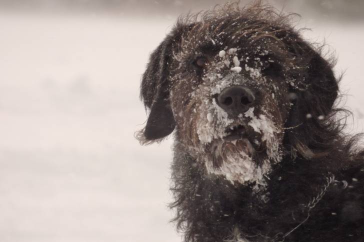 Un gros plan d'un Great Danoodle au pelage chocolat, le museau plein de neige