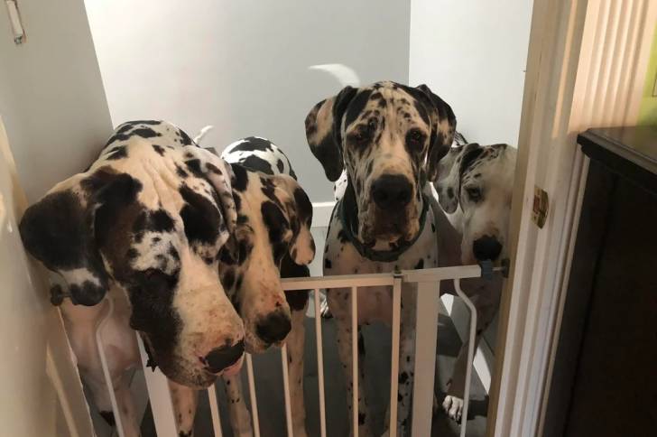Photo montrant quatre Great Danoodle derrière une grille, qui semblent vouloir en sortir.