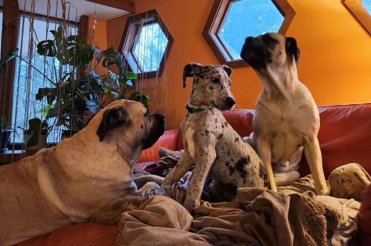 Un Great Danoodle assis au milieu de deux autres chiens dans un lit et qui semble s’amuser.