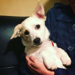 Un Jack-A-Ranian au pelage blanc, allong&eacute; dans les bras de son propri&eacute;taire et portant un collier au cou.