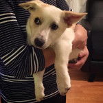 Un Jack-A-Ranian au pelage blanc qui semble d&eacute;tendu dans les bras de sa propri&eacute;taire.