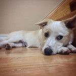 Un Jack-A-Ranian de pelage bicolore allong&eacute; au sol et qui semble d&eacute;tendu