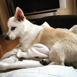 Un Jack-A-Ranian de pelage blanc et fauve allong&eacute; et qui regarde la cam&eacute;ra du coin de l'&oelig;il