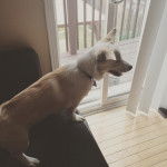 Un Jack-A-Ranian de pelage bicolore debout sur un canap&eacute; et qui porte un collier autour du cou