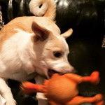 Un Jack-A-Ranian au pelage blanc et fauve, allong&eacute; avec la queue enroul&eacute;e et tenant un jouet dans sa gueule.