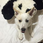 Un Jack-A-Ranian de pelage blanc et fauve allong&eacute; sur un lit et qui semble grogn&eacute;