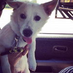 Un Jack-A-Ranian au pelage blanc tenu par sa propri&eacute;taire, avec sa langue pendante et portant une laisse