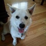 Un Jack-A-Ranian de pelage blanc assis sur un sol en bois , avec sa langue pendante hors de sa gueule et qui porte un collier au cou