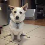 Un Jack-A-Ranian de pelage blanc et fauve assis sur un sol carrel&eacute;, qui regarde la cam&eacute;ra et porte un collier autour du cou.