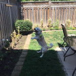 Un Jack-A-Ranian de pelage blanc qui saute et qui porte un collier autour du cou.