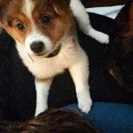 Un Jack-A-Ranian de pelage bicolore, allong&eacute; et qui porte un collier autour du cou.