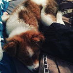 Un Jack-A-Ranian de pelage bicolore allong&eacute; et qui semble dormir 