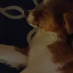 Un Jack-A-Ranian de pelage bicolore allong&eacute; et qui semble dormir