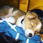 Un Jack-A-Ranian de pelage blanc et fauve, allong&eacute; et portant un collier autour du cou.