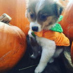 Photo d&rsquo;un Jack-A-Ranian &agrave; pelage tricolore assis et portant un habit orange et vert