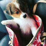 Un Jack-A-Ranian au pelage bicolore, assis dans un sac &agrave; main et qui semble d&eacute;tendu.