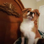 Un Jack-A-Ranian &agrave; la fourrure bicolore, aux oreilles tombantes,assis et qui l&egrave;ve les yeux vers le haut.