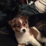 Un Jack-A-Ranian de pelage bicolore allong&eacute; et qui semble d&eacute;tendu