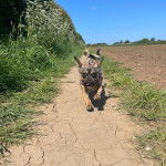  Photo d&rsquo;un Jack-A-Ranian &agrave; pelage bicolore en train de courir sur un sentier battu et portant une laisse rose
