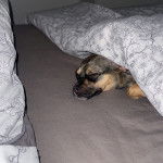 Un Jack-A-Ranian de pelage bicolore allong&eacute; sous une couverture et qui semble dormir