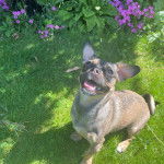 Un Jack-A-Ranian au pelage bicolore, aux oreilles dress&eacute;es et qui a la langue pendante. Il est debout sur une surface en gazon.