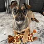 Un Jack-A-Ranian au pelage noir-fauve, allong&eacute; en posant une patte sur une girafe en peluche et qui regarde la cam&eacute;ra.