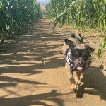 Un Jack-A-Ranian de pelage bicolore marche sur un sol sablonneux, v&ecirc;tu d&rsquo;un habit noir et blanc. Sa langue est l&eacute;g&egrave;rement tendue.